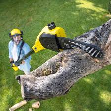 Best Tree Maintenance Programs  in Santa Paula, CA