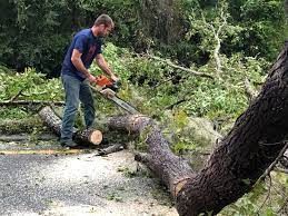 Best Tree Removal  in Santa Paula, CA