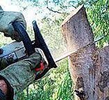 Best Tree Health Inspection  in Santa Paula, CA