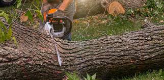 Best Hedge Trimming  in Santa Paula, CA