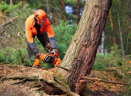 Best Firewood Processing and Delivery  in Santa Paula, CA