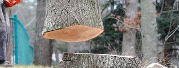 Best Tree Mulching  in Santa Paula, CA