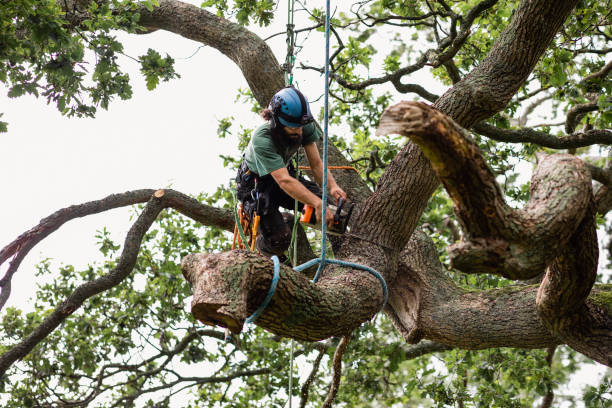 Best Storm Damage Tree Cleanup  in Santa Paula, CA