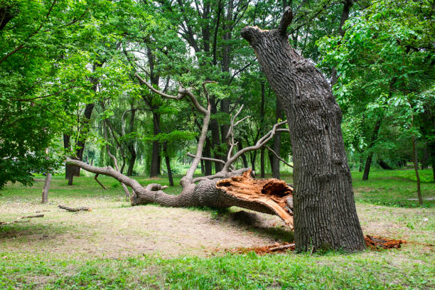 How Our Tree Care Process Works  in  Santa Paula, CA