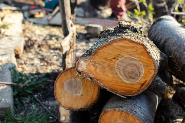 Santa Paula, CA Tree Care Company