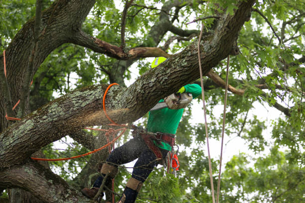 Best Fruit Tree Pruning  in Santa Paula, CA