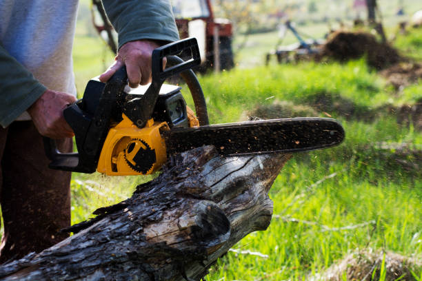 Best Tree Risk Assessment  in Santa Paula, CA
