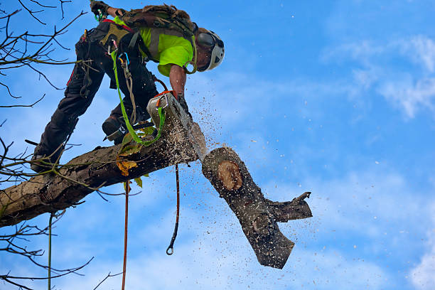 Best Hazardous Tree Removal  in Santa Paula, CA