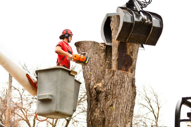 Best Emergency Tree Removal  in Santa Paula, CA